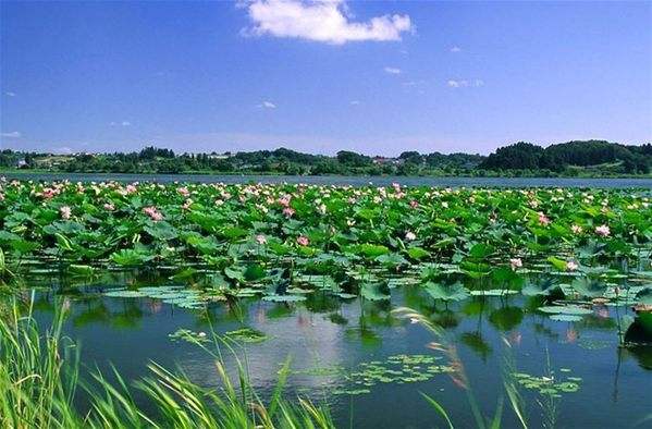 諾獅團隊考察微山湖旅游景區”田園綜合體和特色小鎮“項目